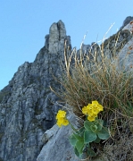 40.1 Immagini della loro salita... Orecchia d'orso sulle rocce...